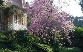 Villa Violeta